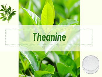 What are the Key Benefits of Pure L-Theanine Powder in Mood Management?